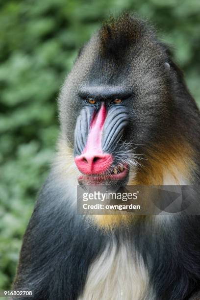 mandrill - angry monkey stock pictures, royalty-free photos & images