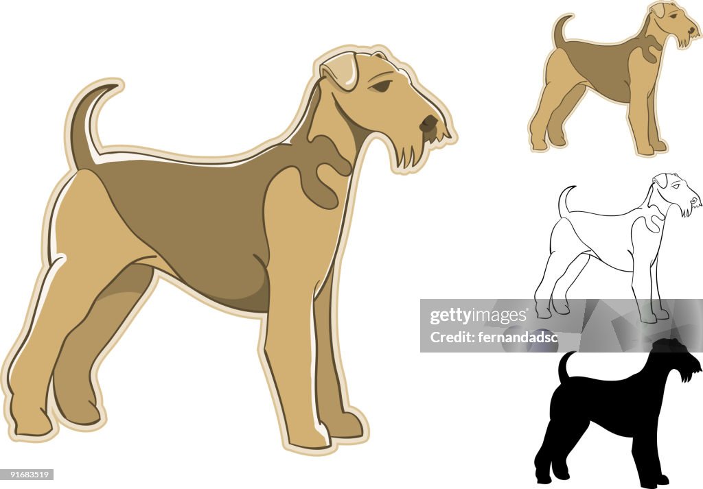 Terrier Airedale breed