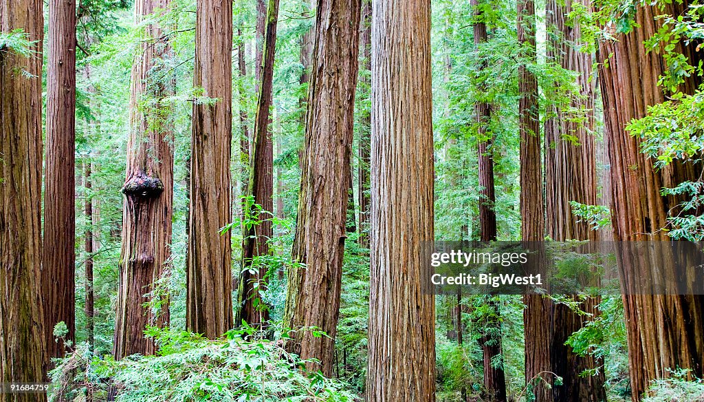 Redwood Forest