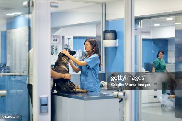 artsen onderzoeken hond in ziekenhuis - animal teamwork stockfoto's en -beelden