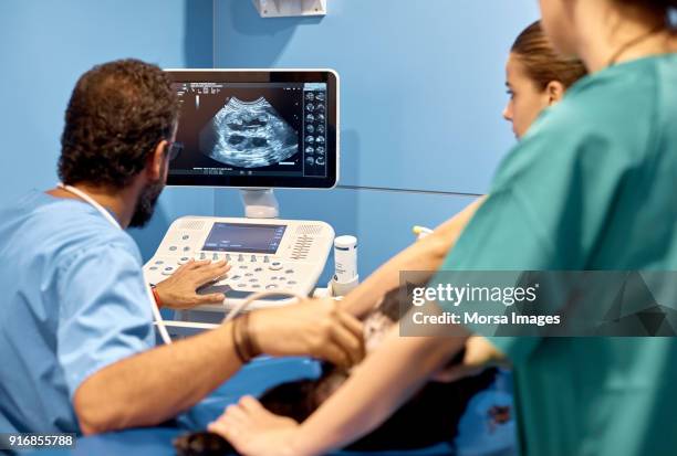 los médicos realizar un ultrasonido exploración en perro - animal hospital fotografías e imágenes de stock