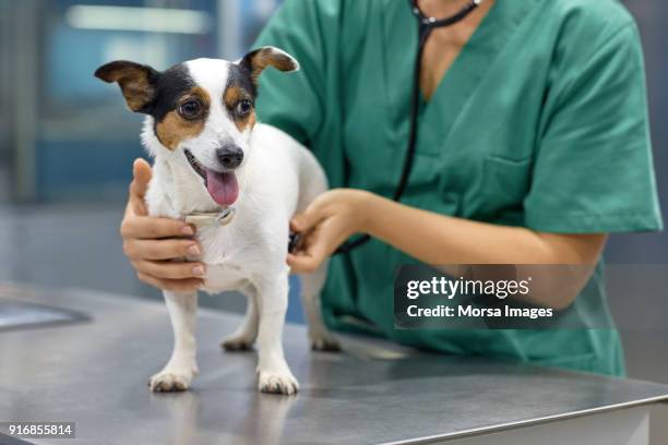 doctor examining dog with stethoscope in clinic - examination table stock pictures, royalty-free photos & images