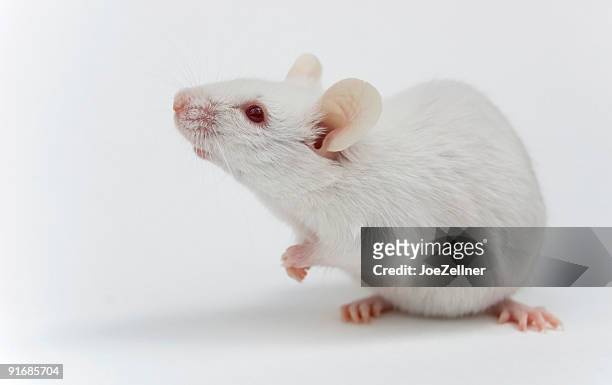 20,108 Mouse Animal Photos and Premium High Res Pictures - Getty Images