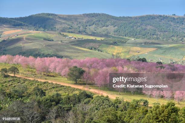 thailand sakura - phitsanulok province stock pictures, royalty-free photos & images