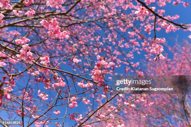 cherry blossoms - phitsanulok province stock pictures, royalty-free photos & images