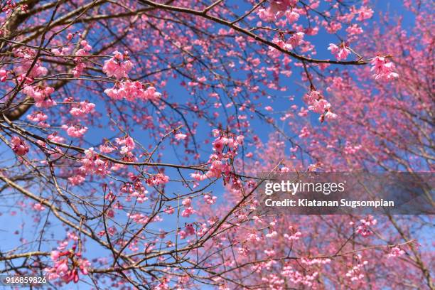 wild himalayan cherry blossoms - phitsanulok province stock pictures, royalty-free photos & images