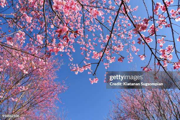 sakura and blue background - phitsanulok province stock pictures, royalty-free photos & images