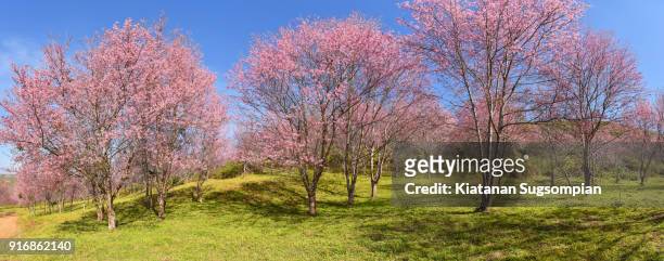 cherry blossoms tree - phitsanulok province stock pictures, royalty-free photos & images