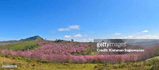 cherry blossoms hill - phitsanulok province stock pictures, royalty-free photos & images