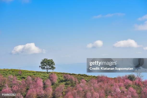 pink alone of sakura - phitsanulok province stock pictures, royalty-free photos & images