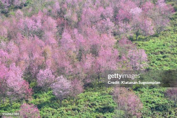 sakura blooming - phitsanulok province stock pictures, royalty-free photos & images