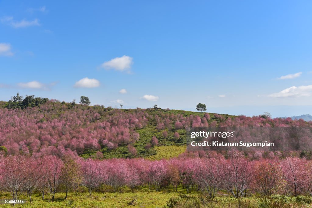 Asia cherry blossoms