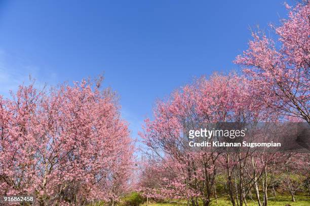 cherry blossoms season - phitsanulok province stock pictures, royalty-free photos & images