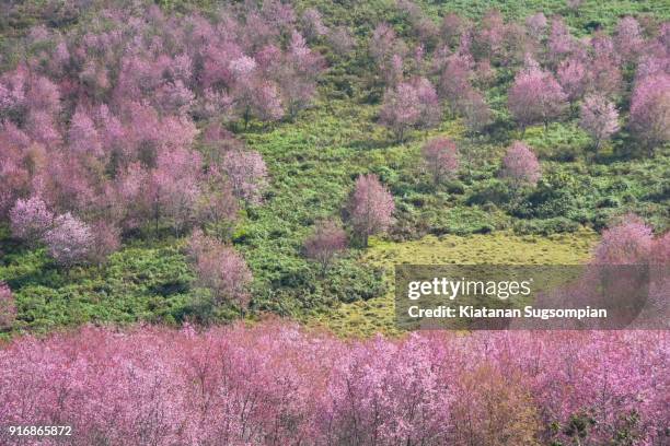 sukura blossom park - phitsanulok province stock pictures, royalty-free photos & images