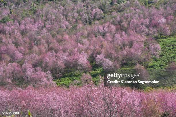 sakura land - phitsanulok province stock pictures, royalty-free photos & images