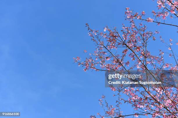 pink sakura and blue sky - phitsanulok province stock pictures, royalty-free photos & images