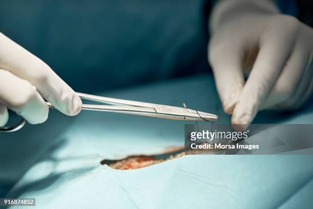 doctor cutting surgical thread while operating dog - surgery stitches stock pictures, royalty-free photos & images