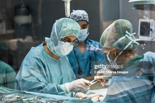 vet with colleague performing dog's surgery - spleen stock pictures, royalty-free photos & images