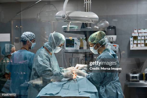 mannelijke en vrouwelijke chirurgen het uitvoeren van chirurgie op hond - chirurgie stockfoto's en -beelden