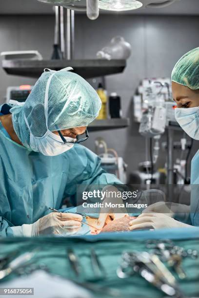 vet using instrument to remove spleen of dog - spleen stock pictures, royalty-free photos & images