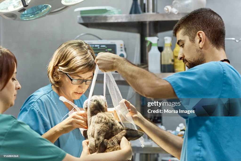 Surgeons performing dental procedure on dog