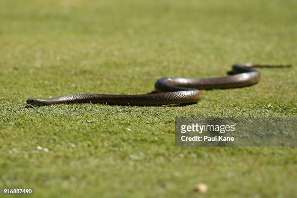 Dugite is seen crossing the second fairway during day four of the World Super 6 at Lake Karrinyup Country Club on February 11, 2018 in Perth,...