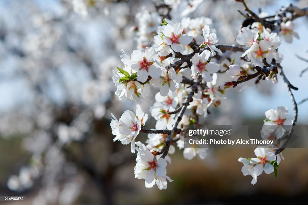 Almond blossoms