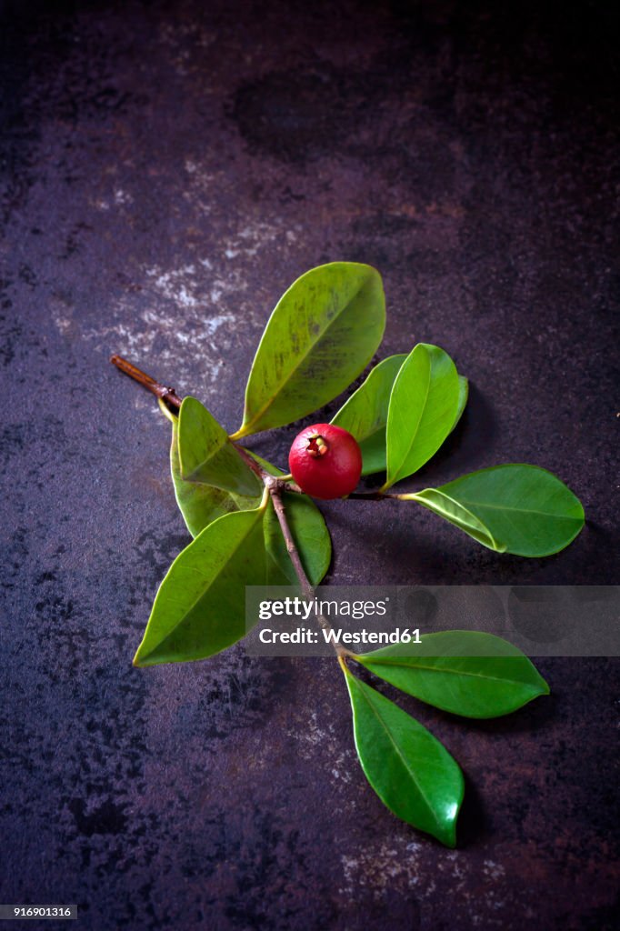 Twig with fruit of Cattley guava