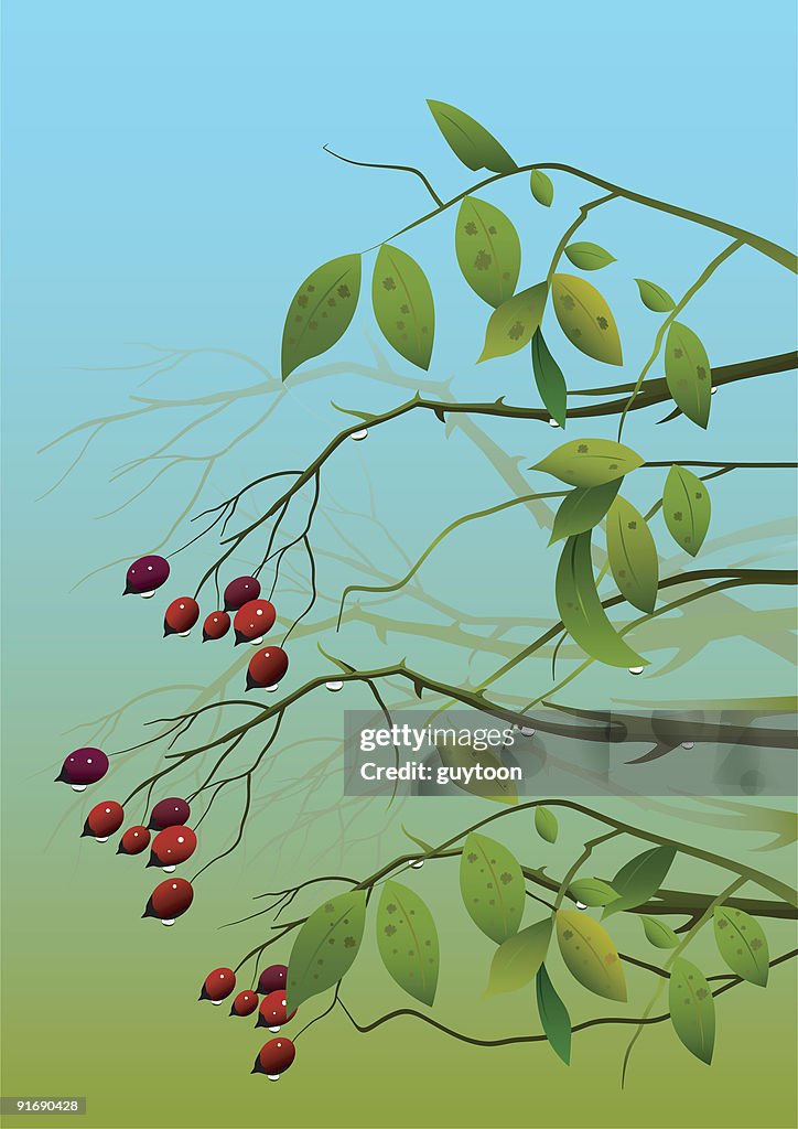 Wild berries