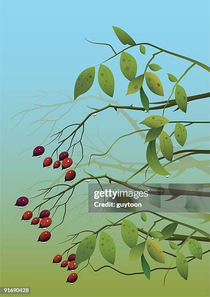 wild berries - rose hip stock illustrations