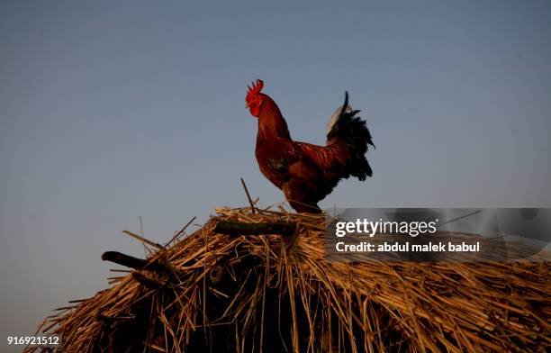 cry of dwan allert - rooster stock pictures, royalty-free photos & images