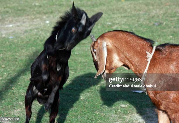 Goat Clashing 692 Goat Fight Stock Photos, High-Res Pictures, and Images - Getty Images