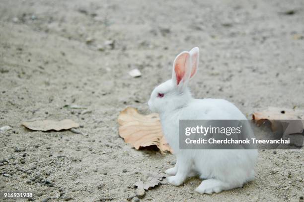 2,670 The Scarlet Bunny Stock Photos, High-Res Pictures, and Images ...