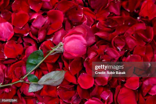 directly above shot of rose with leaf on petals. - rose petal stock pictures, royalty-free photos & images