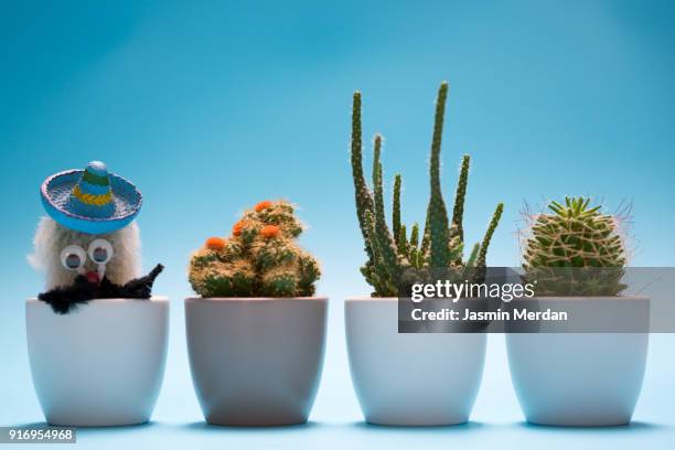 cactus on the desk with pastel blue wall background - bosnia herzegovina v mexico stock pictures, royalty-free photos & images