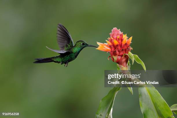 green-crowned brilliant (heliodoxa jacula) - heliodoxa jacula imagens e fotografias de stock