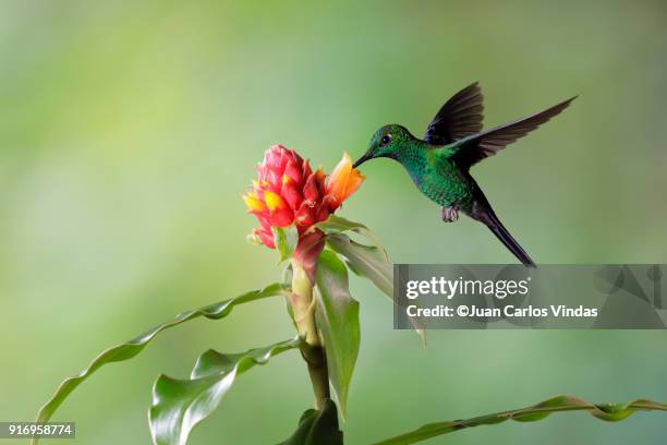 green-crowned brilliant (heliodoxa jacula) - monteverde costa rica stock pictures, royalty-free photos & images