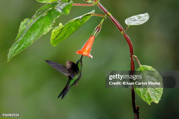 green-crowned brilliant (heliodoxa jacula) - heliodoxa jacula imagens e fotografias de stock