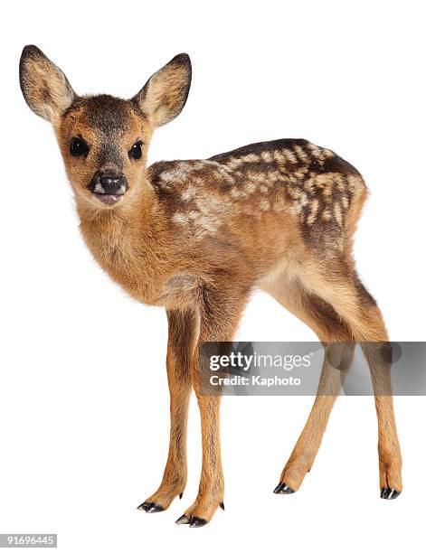 fawn - roe deer stock pictures, royalty-free photos & images