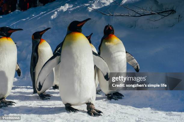 animal - japan penguin stock pictures, royalty-free photos & images