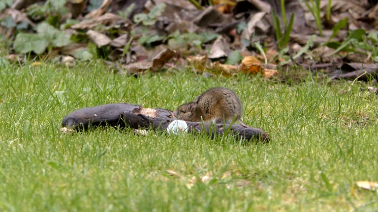 Mouse Rottent 641 Rotten K Stock Videos, Footage, & 4K Video Clips - Getty Images