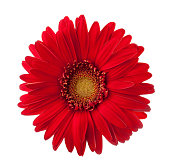 Bright red Gerbera flower isolated on white background.