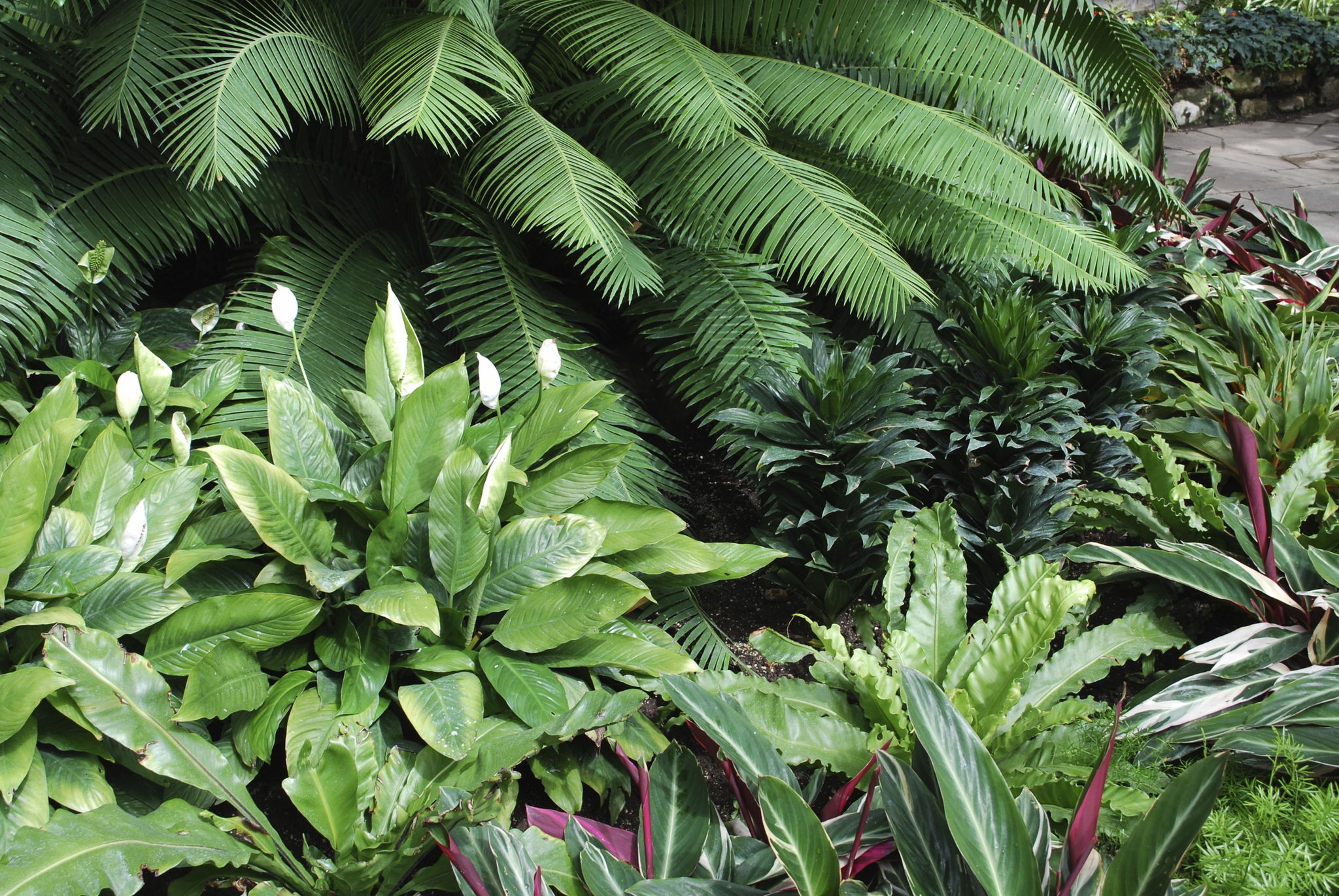 exotic plants garden