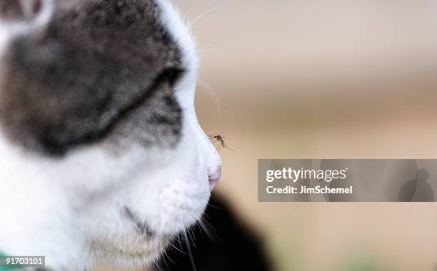 mosquito on cats nose - mug stockfoto's en -beelden