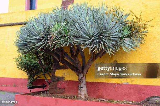 dragon tree, madeira island, atlantic ocean, portugal - dragon tree stock pictures, royalty-free photos & images