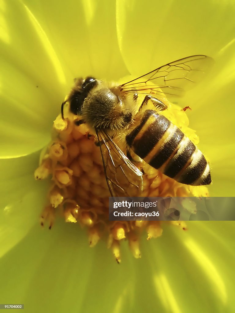 Honeybee na Flor Estame