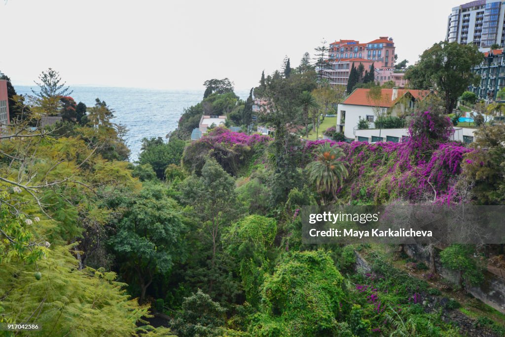 Subtropical streets of Funchal city Madeira island, Atlantic ocean, Portugal