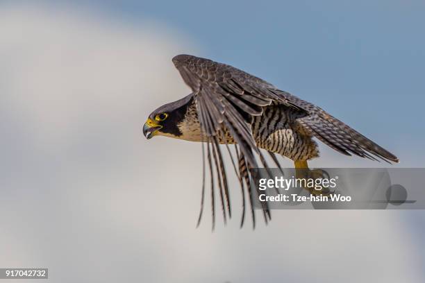 peregrine falcon - peregrine falcon foto e immagini stock