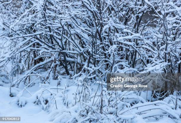 Vegetation near Camp Richardson is coated in a light dusting of snow on January 21 in South Lake Tahoe, California. Though a six-year drought in...
