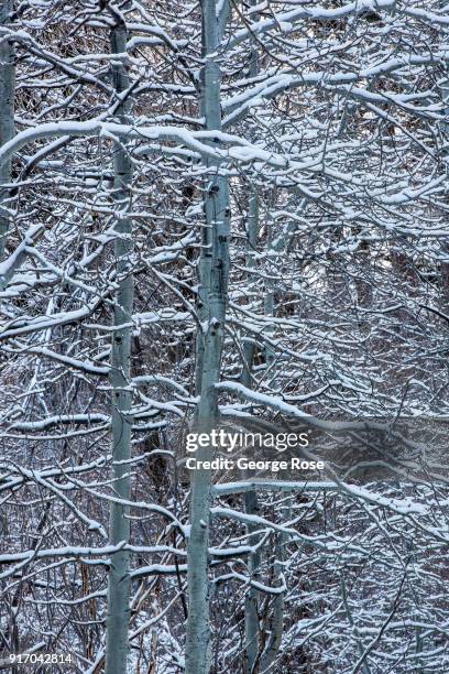 Trees near Camp Richardson are coated in a light dusting of snow on January 21 in South Lake Tahoe, California. Though a six-year drought in...